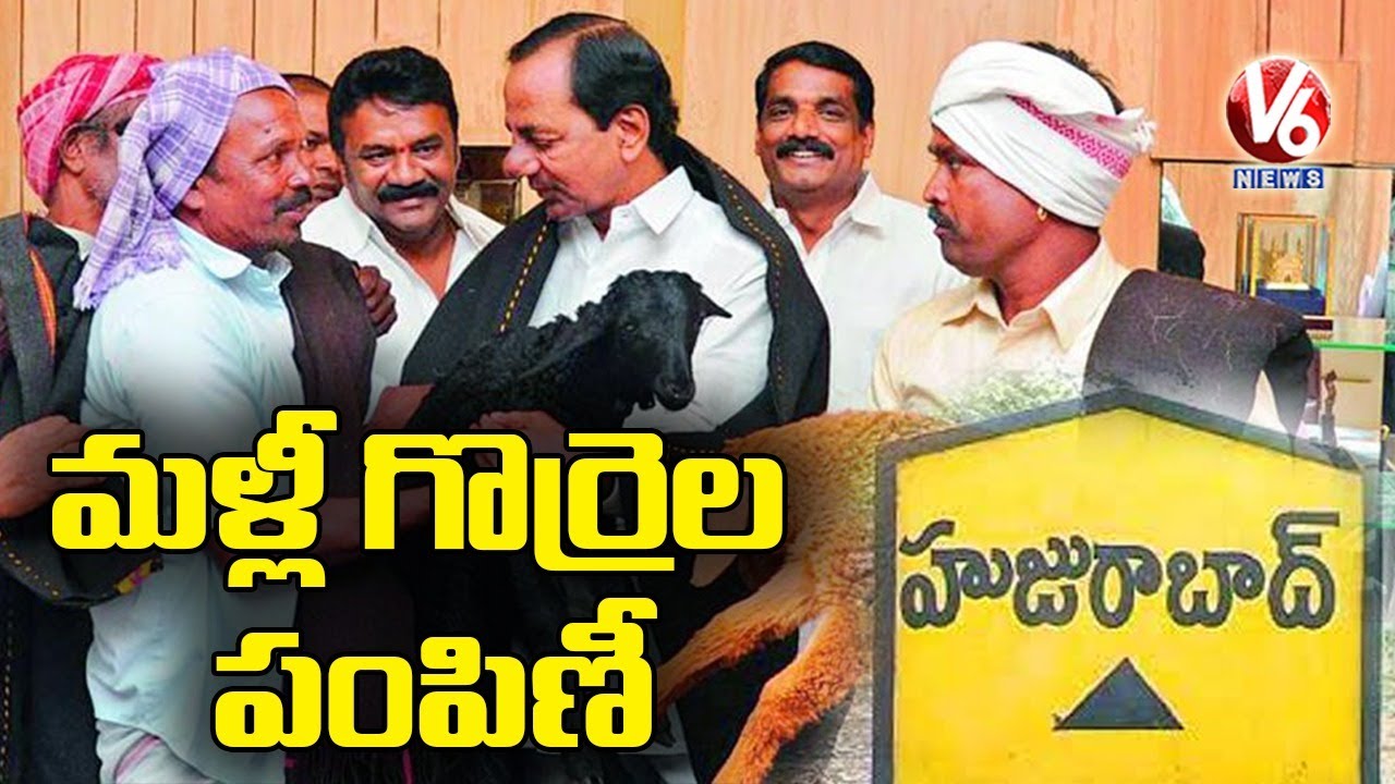 CM KCR Direct's To Start Second Phase Of Sheep Distribution Ahead Of Huzurabad Bypoll | V6 News